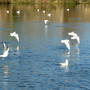 seagulls over the Derwent at Belper