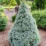Picea glauca 'Alberta Blue' (common name; White spruce)