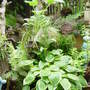 Wonderful hostas!