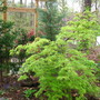 Acer