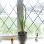 hippeastrum (Hippeastrum papilio (Butterfly amaryllis))