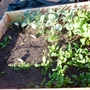 My "Winter" Veggie Garden
