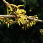 Hamamelis 'Arnold Promise' (Hamamelis x intermedia (Witch hazel))