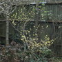 Hamamelis x intermedia 'Pallida' - 2010 (Hamamelis x intermedia 'Pallida')