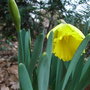 Narcissus 'Cedric Morris' - 2010 (Narcissus 'Cedric Morris')