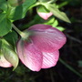 Picote Hellebore