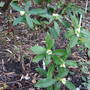 Daphne Odora Sakiwaka