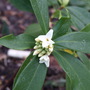 Daphne Odora -  Sakiwaka
