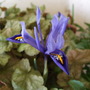 Iris reticulata 'Harmony' (Iris reticulata (Iris))