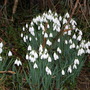 Wild snowdrops
