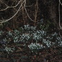 Wild snowdrops
