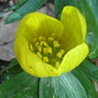 Eranthis hyemalis - 2010 (Eranthis hyemalis)