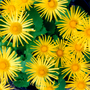 Doronicum