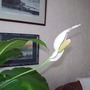Peace Lily