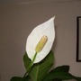 Peace Lily