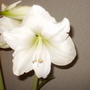 Amaryllis (Hippeastrum papilio (Butterfly amaryllis))