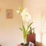 Amaryllis (Hippeastrum papilio (Butterfly amaryllis))