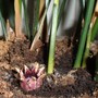 Aspidistra flower