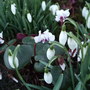 Snowdrops and white Cyclamen coum. (Cyclamen coum (Cyclamen))
