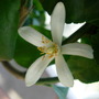 previous slideshow photo