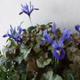 Four Iris reticulata in bloom (Iris reticulata (Iris))