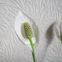 Spathiphyllum