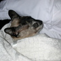 twinkle loves her dream time