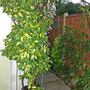 Elaeagnus on shed (Elaeagnus x ebbingei)