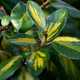 Elaeagnus leaves (Elaeagnus x ebbingei (Elaeagnus))