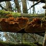 Bracket fungus on a tree