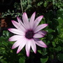 Osteospermum__cannington_roy_