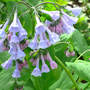 Mertensia virginica