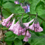 Mertensia virginica