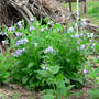 Mertensia virginica