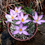 Flowers_at_home__crocus_corsicus_003_a.jpg