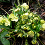 Flowers_at_home___007.jpg