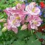 Columbine "Winky Rose-Rose" (Aquilegie "Winky Rose-Rose")