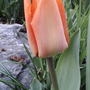Orange tulip (Tulipa triumph 'Red Revival')