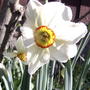 Narcissus poeticus