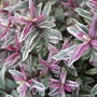 Hebe 'Magic Summer' (Hebe)