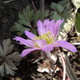 First Anemone blanda this year. (Anemone blanda (pink))