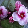 Primrose 'Wanda' (Primula)