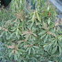  Pieris japonica 'Flaming Silver' (Pieris japonica (Lily of the valley bush))