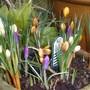 Crocuses