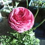 New pink Ranunculus (Ranunculus asiaticus)