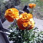 Orange Ranunculus (Ranunculus asiaticus)