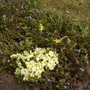 Primula & Dwarf Daffodils Front Path 15.04.08 (Primula Wanda)