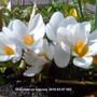 Crocuses on balcony White 2010-03-07 002. (Crocus chrysanthus (Crocus))