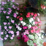 Busy Lizzies close up on balcony (Impatiens walleriana)