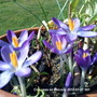Crocuses on balcony 2010-03-07 001 (Crocus chrysanthus (Crocus))